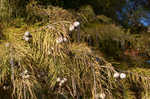 Pond Cypress